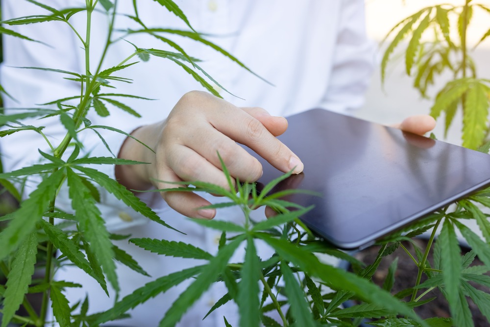 A Complete Guide to Digital Marketing for Cannabis Websites featured image