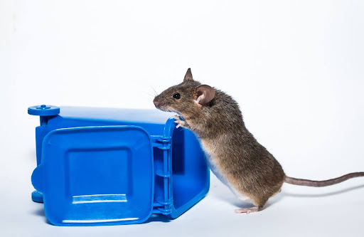Customizing Rodent Repellent Masterbatch: Kandui’s Tailored Approach for Diverse Industries